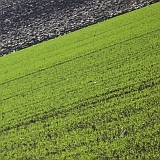 green_black