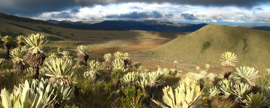 Páramo Cumbal Colombia