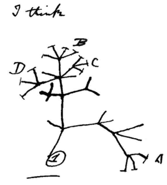 Darwin_tree_notebook-B_1837