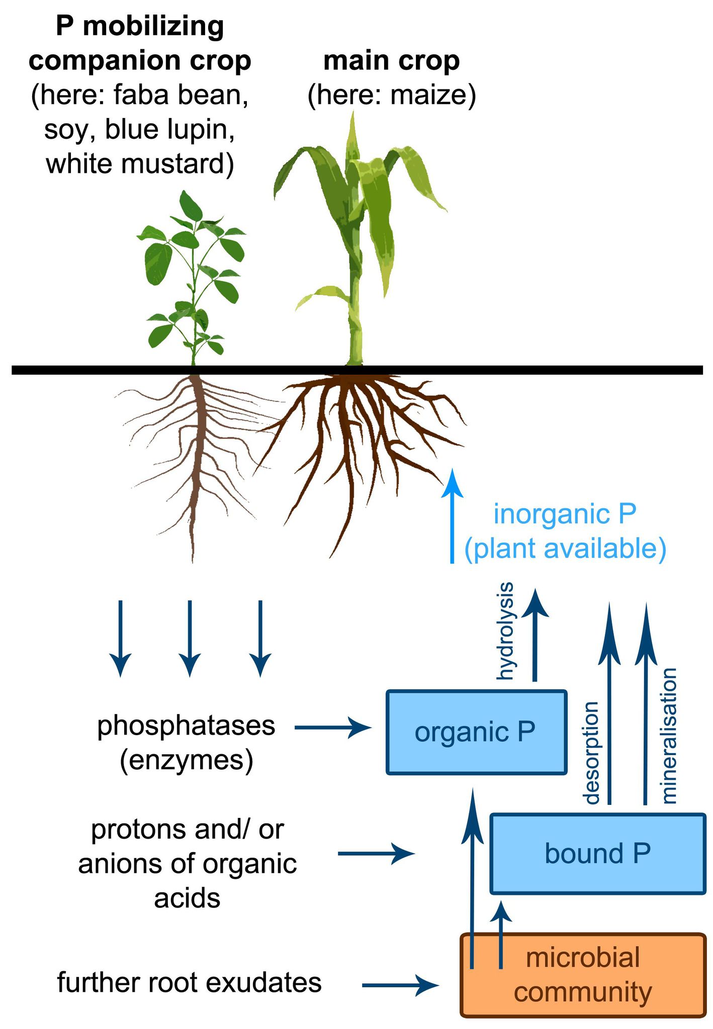1: Mechanismen der Phosphor-Akquise von Nutzpflanzen in Mischkulturen